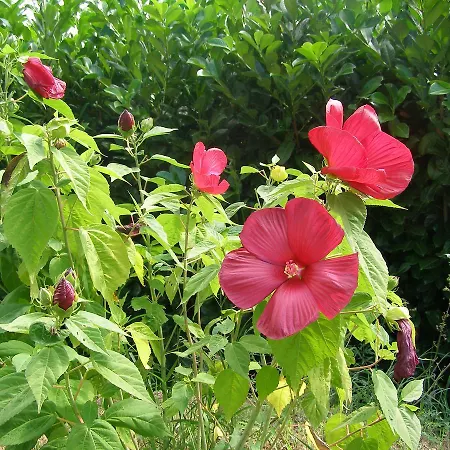 ベッド・アンド・ブレックファスト Le Bord De L'eau 3*