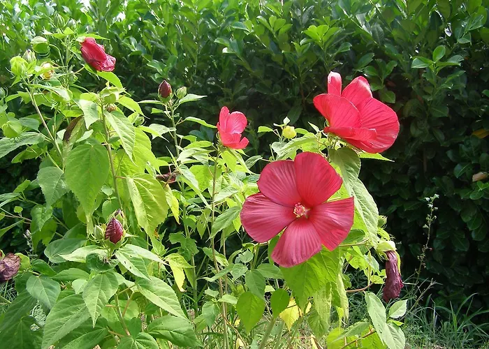 住宿加早餐酒店 水滨住宿加早餐旅馆 3*